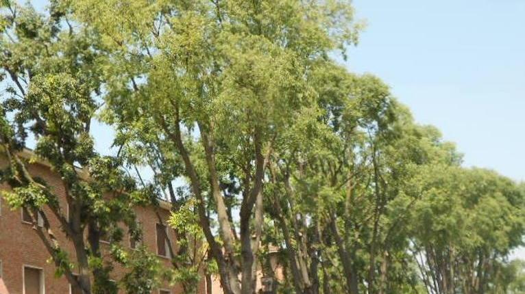 Alberi abbattuti a San Cesario: aperta un’inchiesta