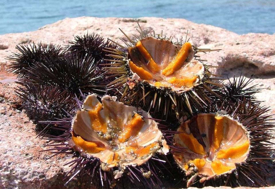 Oristano, i ricci di mare rischiano di scomparire 