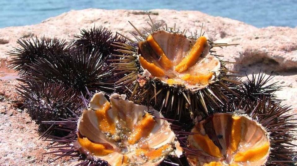 Oristano, i ricci di mare rischiano di scomparire