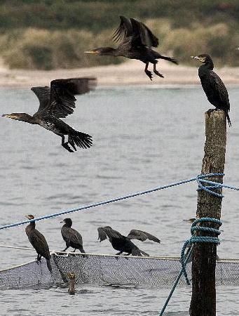 Cercansi abbattitori di cormorani 