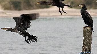 Cercansi abbattitori di cormorani