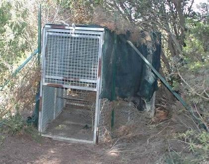 Troppi cinghiali, a Porto Conte ripresi gli abbattimenti 