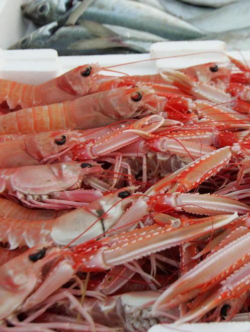 Sequestrati 15 chili di pesce Multe per negozi e ristoranti