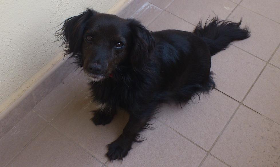 Cagnolina in cerca del suo padrone