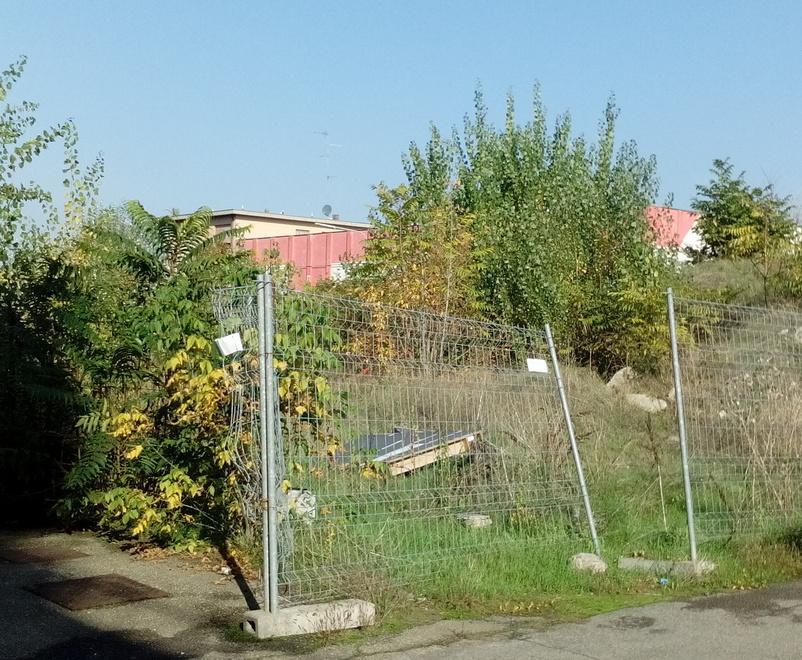 Via Giordano sta diventando una giungla