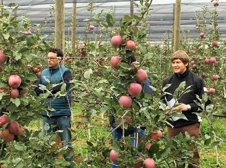 Le mele del Consorzio Civ conquistano i mercati