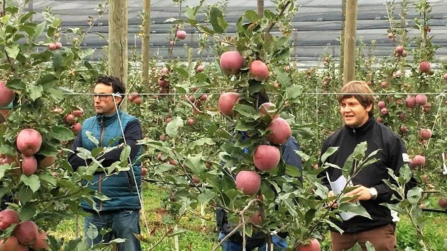 Le mele del Consorzio Civ conquistano i mercati
