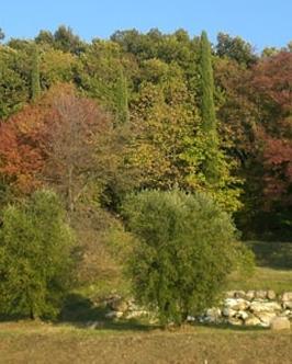 Un pool di esperti per la gestione del bosco