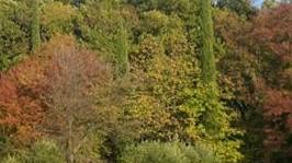 Un pool di esperti per la gestione del bosco