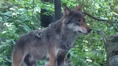 I predatori sono tornati Nuovi assalti alle pecore