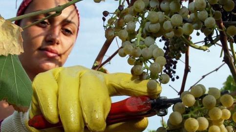 Bio, Halal o Kosher? Per ogni impresa c’è il “bollino” giusto