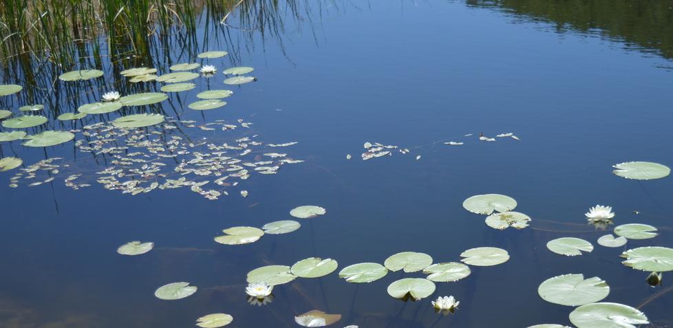 Parco Tepilora verso il riconoscimento del “Mab Unesco” 