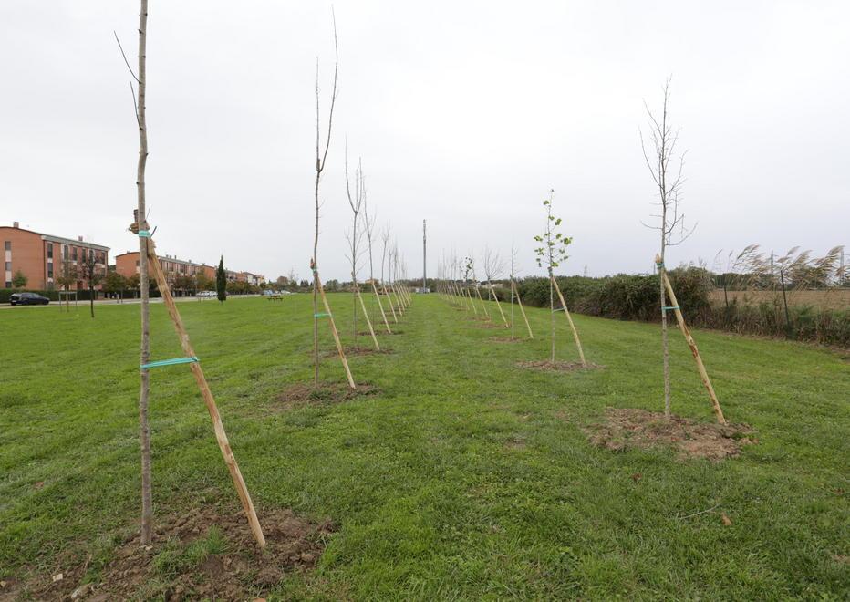 Trecento piante per altrettanti nati Ecco il nuovo parco 