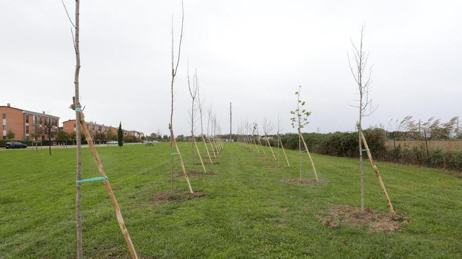 Trecento piante per altrettanti nati Ecco il nuovo parco