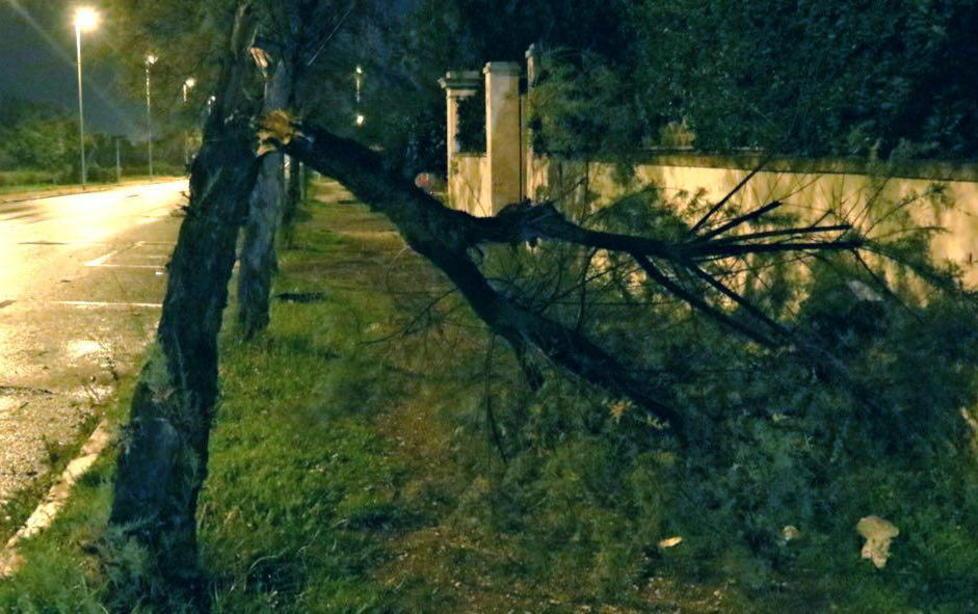 Tromba d’aria e rami abbattuti 
