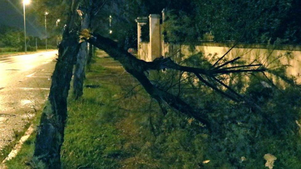 Tromba d’aria e rami abbattuti