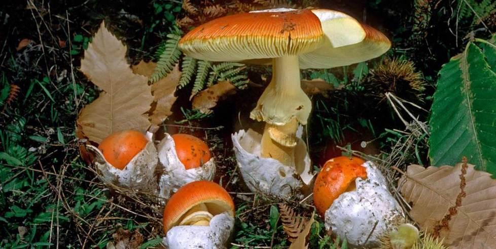 Funghi porcini e porcetto A Putifigari una due giorni 