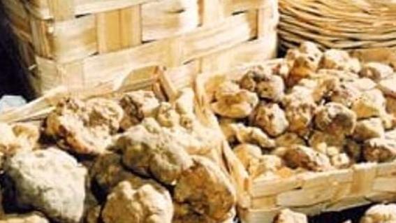 Chiude a Montefiorino la festa del tartufo