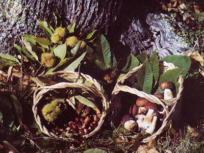 Castagne