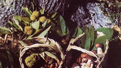 Castagne