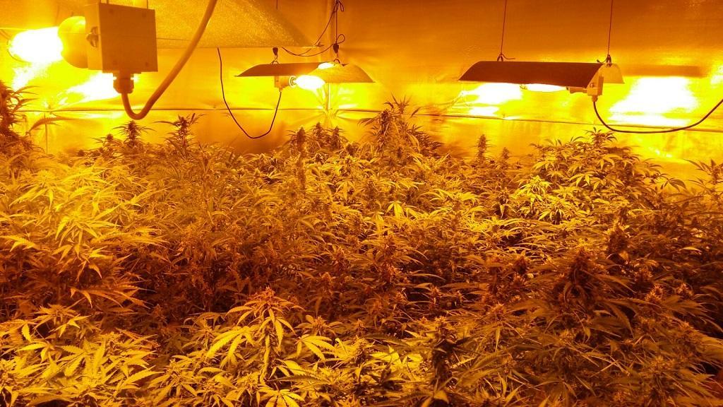 La piantagione di cannabis scoperta a Furtei (Onnis)