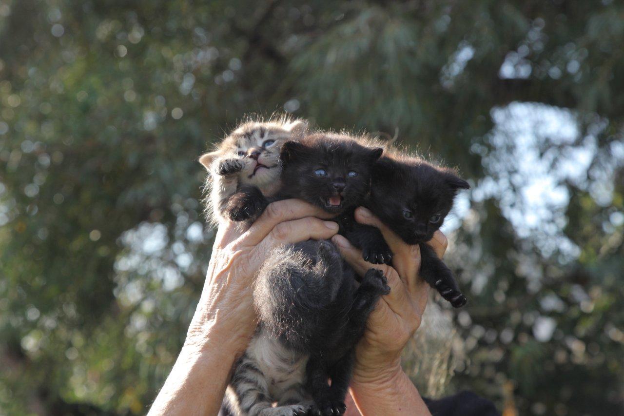 I tre gattini rinchiusi dentro il sacco e salvati