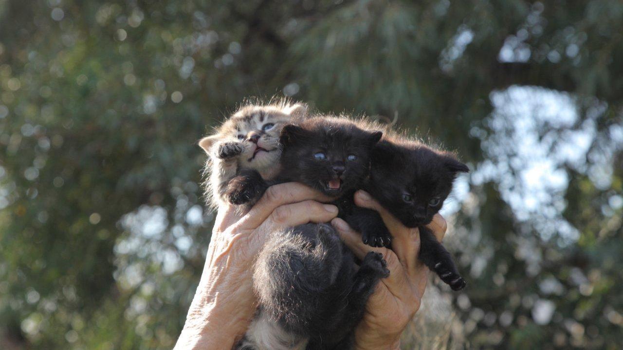 I tre gattini rinchiusi dentro il sacco e salvati