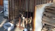 Cani maltrattati nei capannoni cinesi Scoperti trenta casi