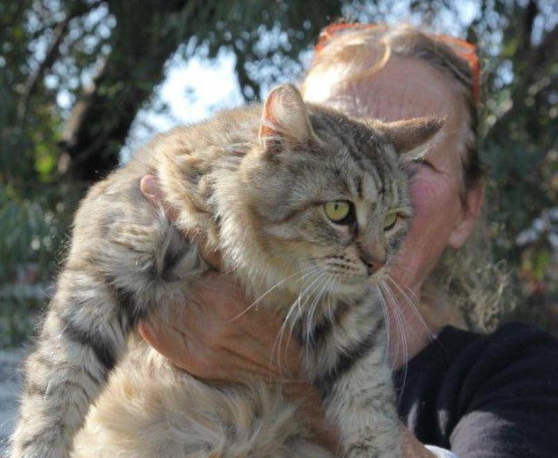 Chiude 3 gattini in un sacchetto e li lancia ai vicini 