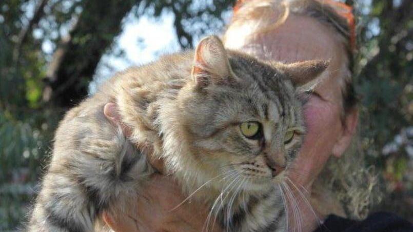 Chiude 3 gattini in un sacchetto e li lancia ai vicini
