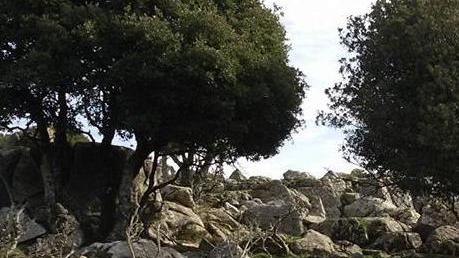 Boschi, patrimonio da salvare