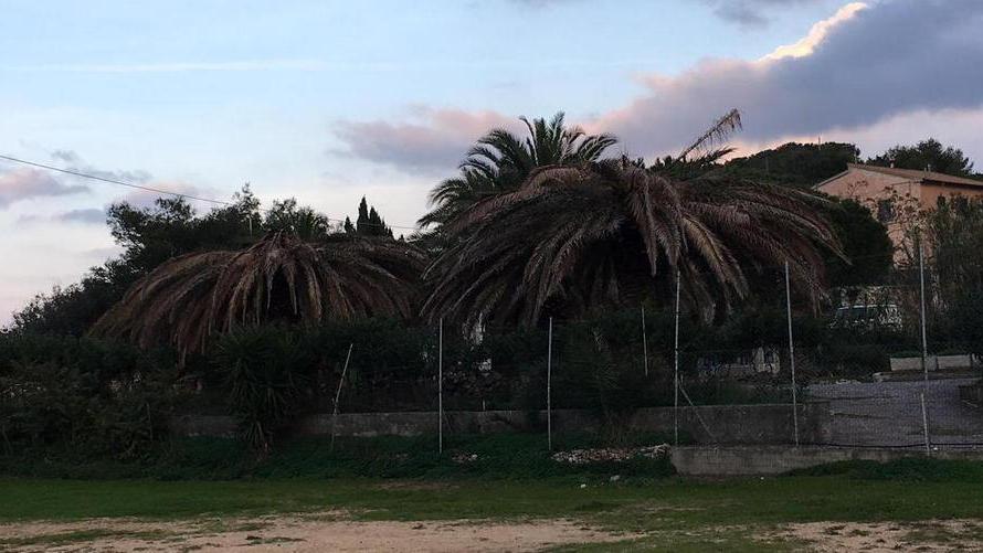 Torna l’allarme palme per il punteruolo rosso