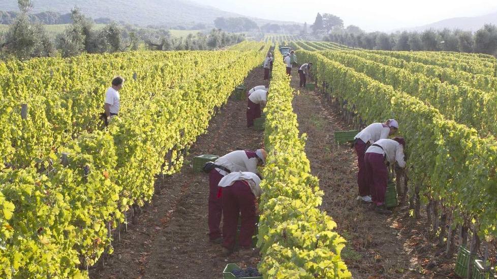 Ornellaia stappa le Serre Nuove 2014