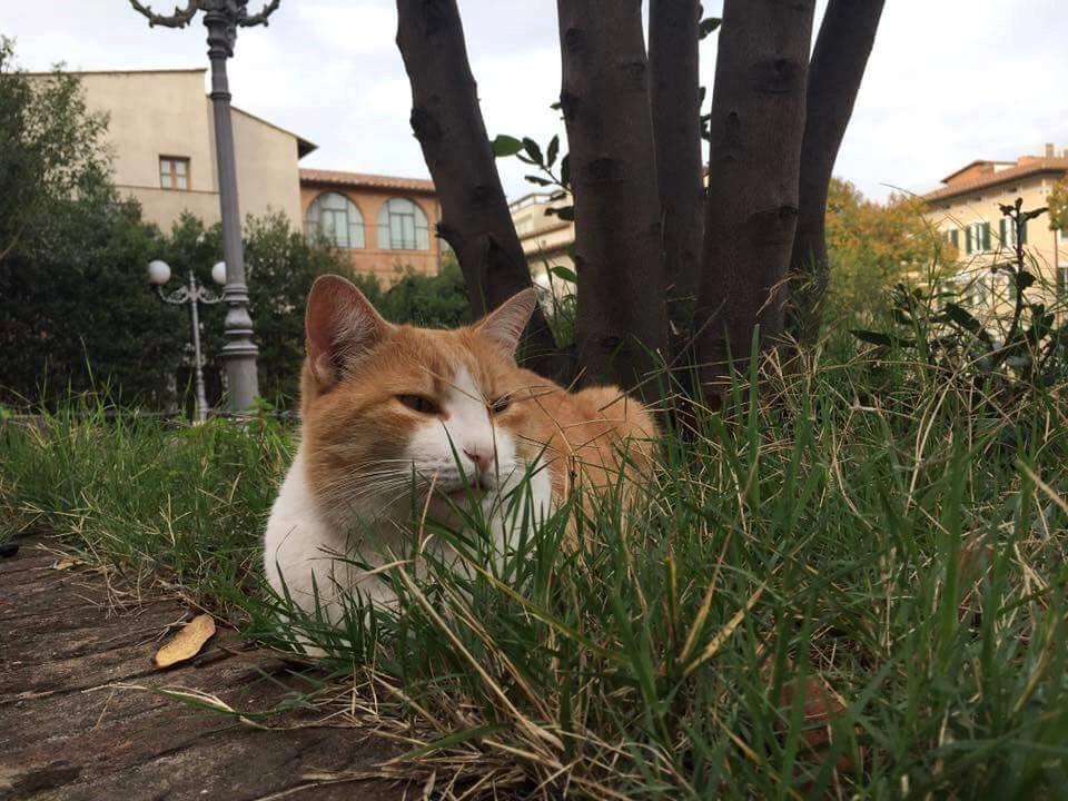 IL gatto Luciano in piazza san Francesco