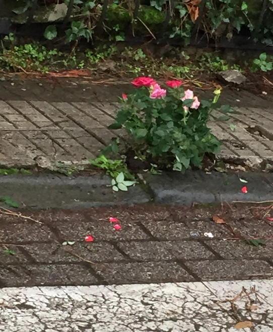 Piantine per abbellire le buche 