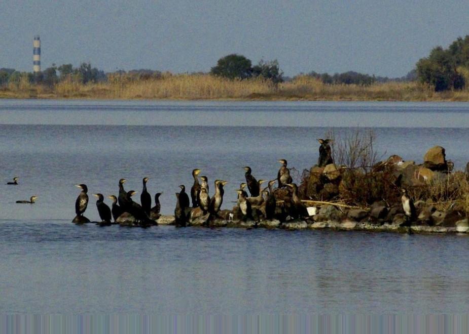 Abbattere i cormorani, i pescatori si dividono 