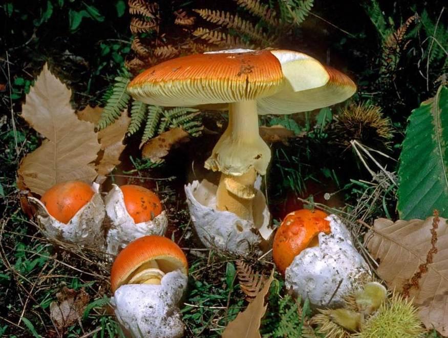 Intossicazione da funghi, l’allerta dell’Asl 