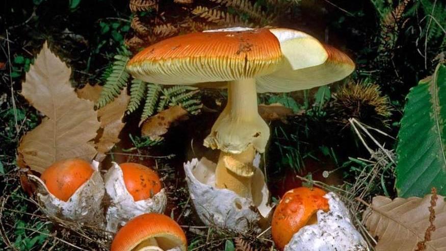 Intossicazione da funghi, l’allerta dell’Asl