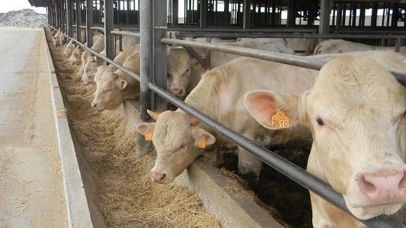 Carne bovina, settore in crisi 