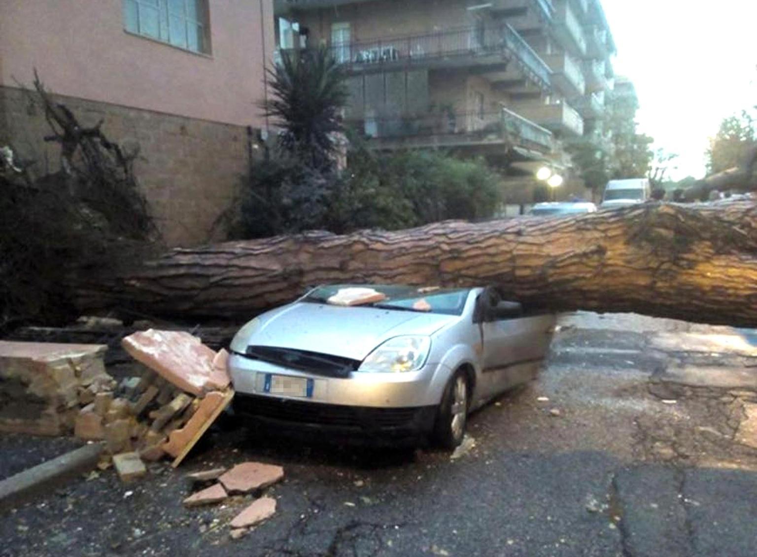 Uno degli alberi abbattuti dalla tromba d'aria a Ladispoli