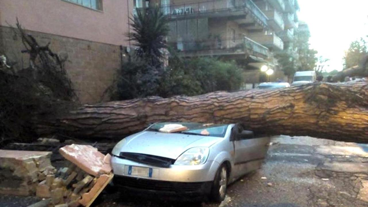 Uno degli alberi abbattuti dalla tromba d'aria a Ladispoli