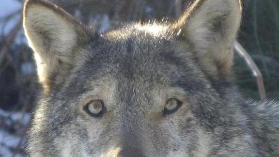 Troppi attacchi dei predatori I pastori non ce la fanno più