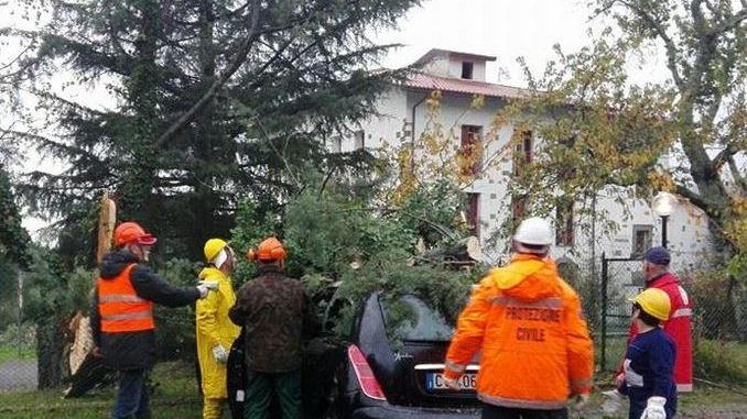 Un tronco sfonda il tetto dell’auto