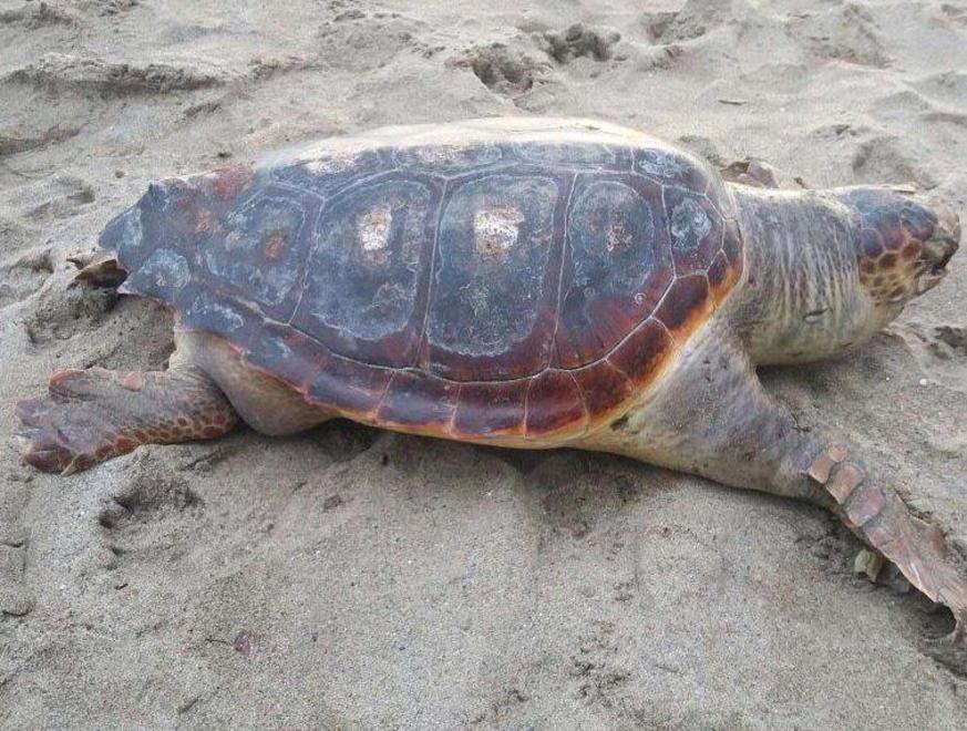 Tartaruga muore in spiaggia 