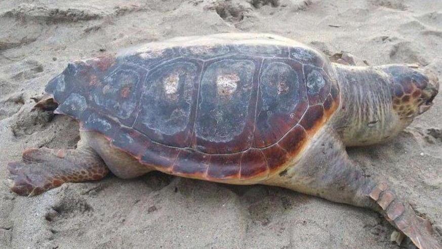 Tartaruga muore in spiaggia