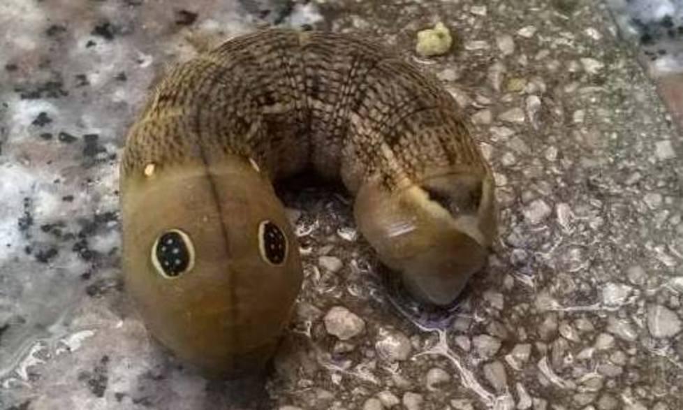 A Tempio il bruco dagli occhi dolci