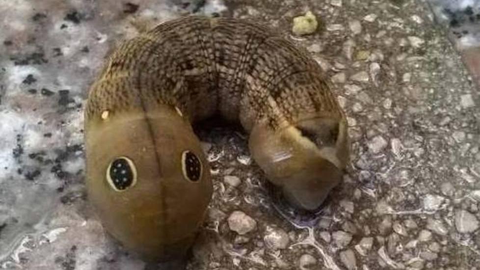 A Tempio il bruco dagli occhi dolci