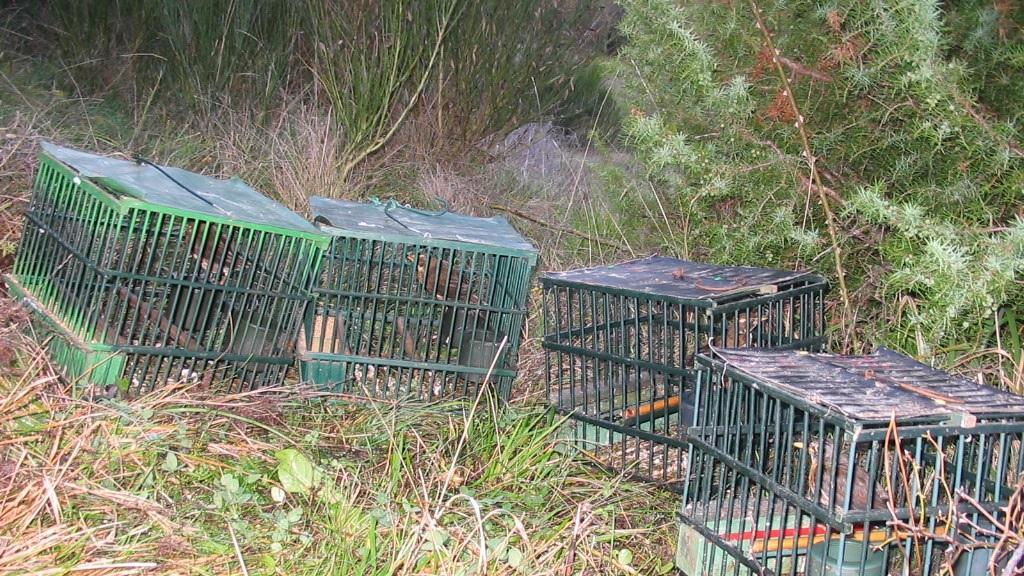 Alcuni degli animali sequestrati dalla forestale