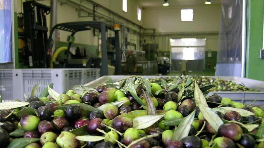 Sempre un olio di qualità, però non sarà abbondante