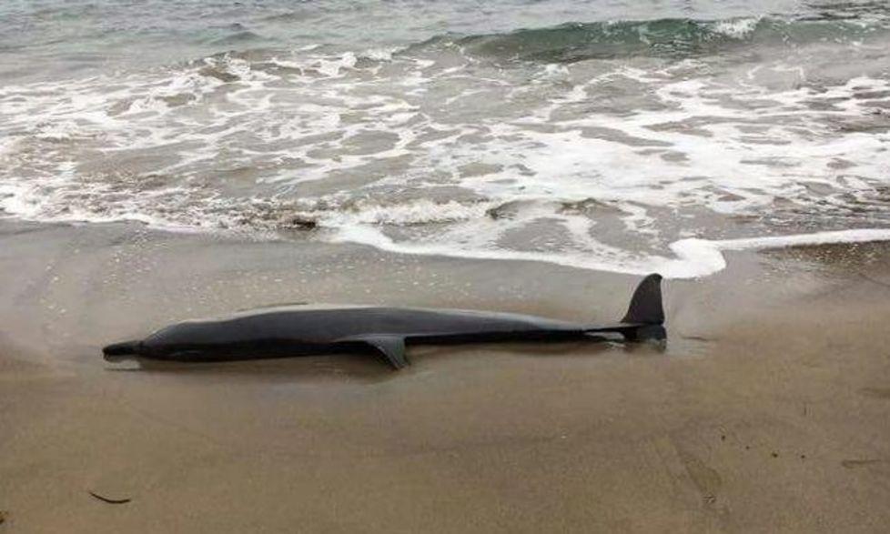 Delfino morto a Cumpoltittu